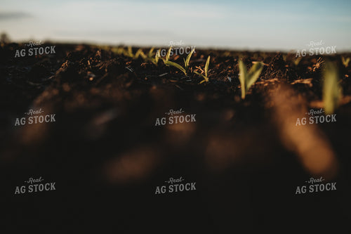 Stage V1 Corn in Dark, Wet Soil 4043