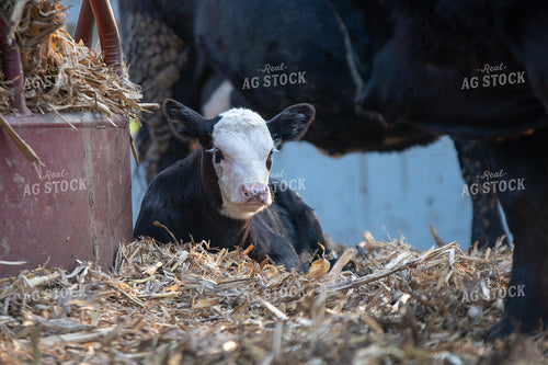 Cow-Calf in Farmyard 50221