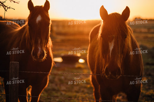Ranch Horses at Sunrise 53016