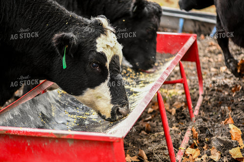 Cattle Eating from Feed Trough 191294