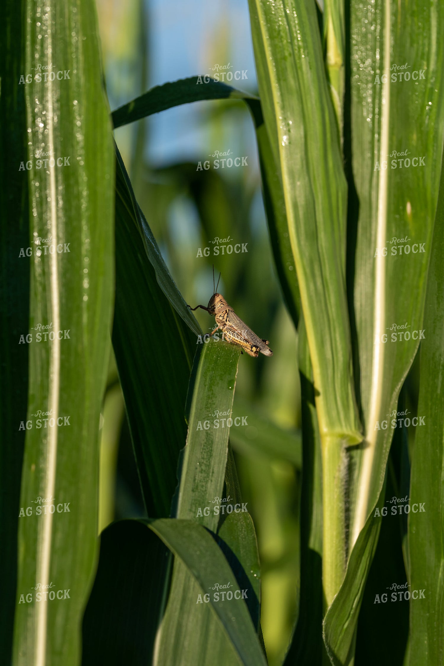 Grasshopper on Corn Plant 76242