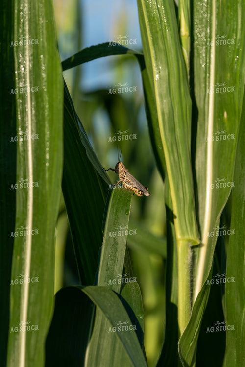 Grasshopper on Corn Plant 76242