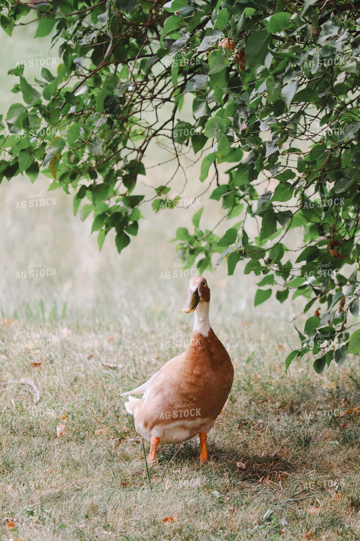 Goose 173009