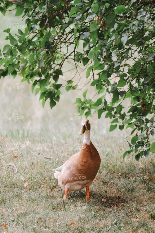 Goose 173009