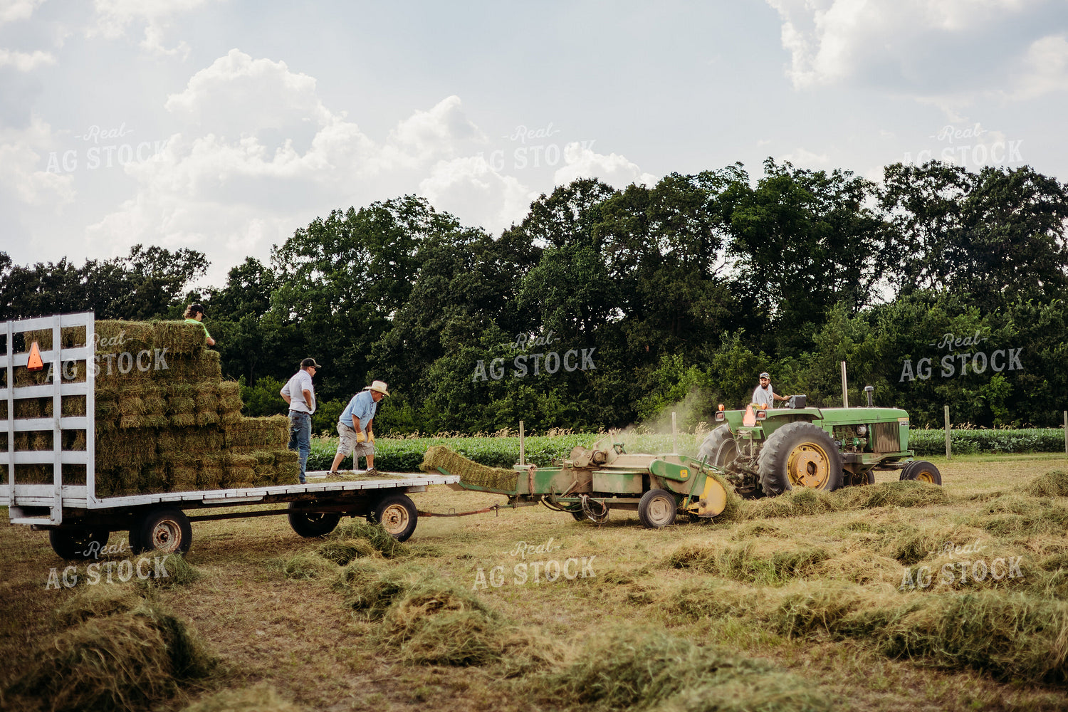 Baling Square Hay Bales 281031
