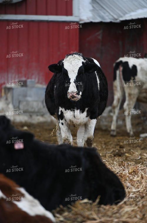 Cattle in Farmyard 120022