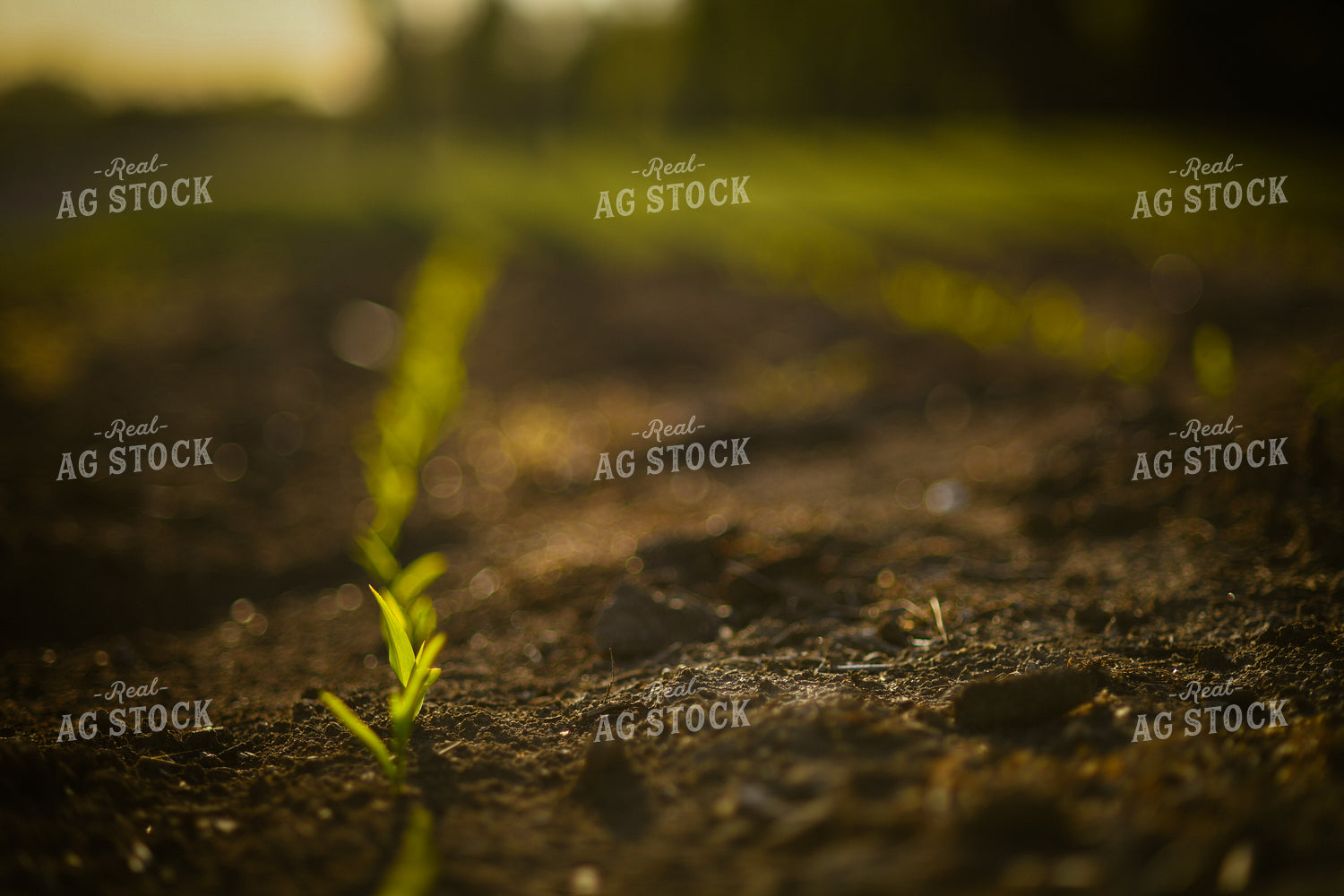 Early Growth Corn 191055