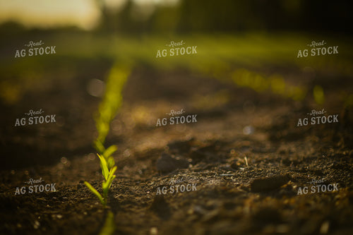 Early Growth Corn 191055
