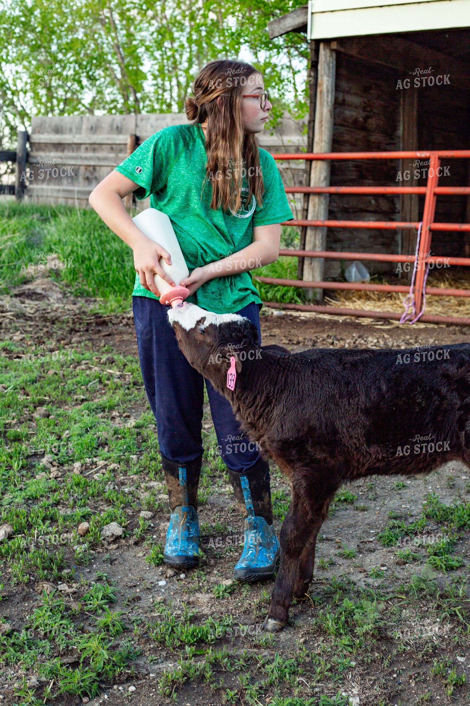 Calving Season 155556