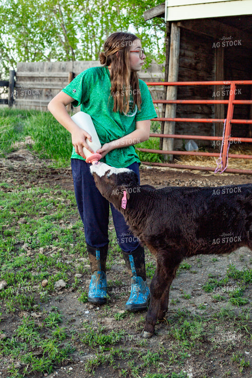 Calving Season 155556