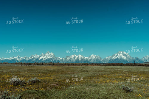 Pasture with Mountains 58064