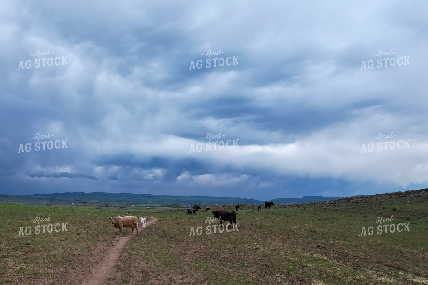 Cattle Grazing on a Vast Grassland Under a Moody Cloudy Sky 65236