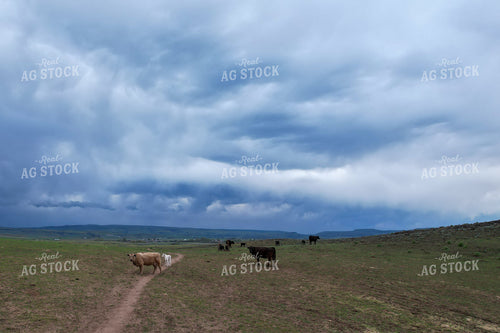 Cattle Grazing on a Vast Grassland Under a Moody Cloudy Sky 65236