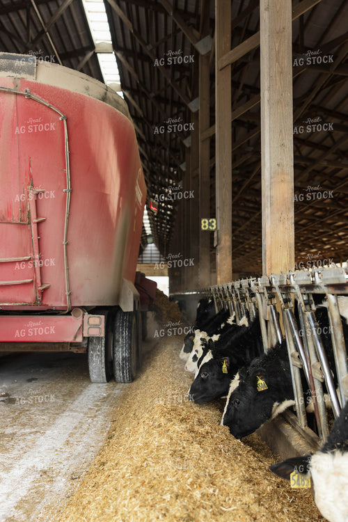 Feeding Cattle in Freestall Barn 152686
