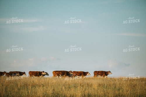 Hereford Cattle in Pasture 6401
