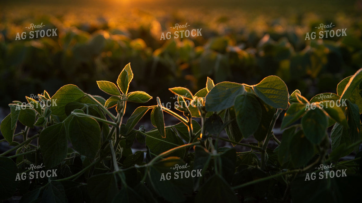 Soybean Field at Golden Sunset 401040