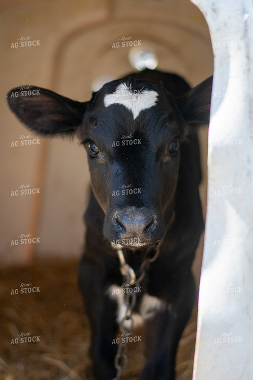 Calf 50467
