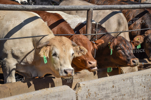 Diverse Cattle Eating From Feed Bunk in Feedlot Pen 56471