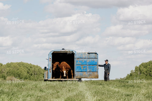 Farmer Unloading Cattle 234014