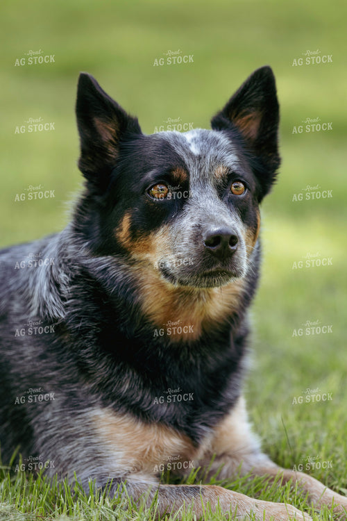 Dog 305023