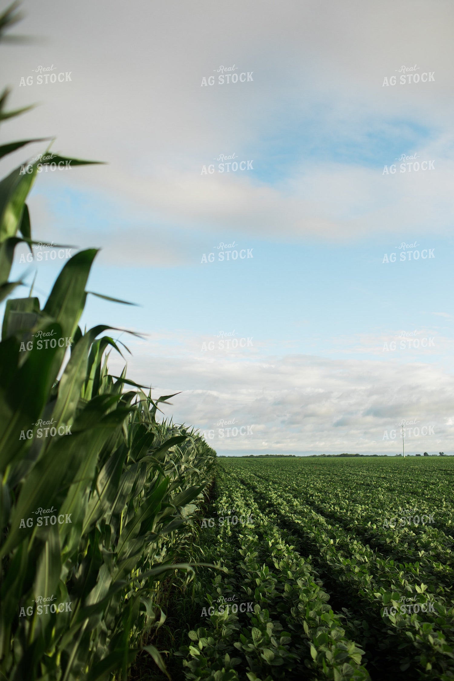 Green Corn and Soybean Field Border 6275