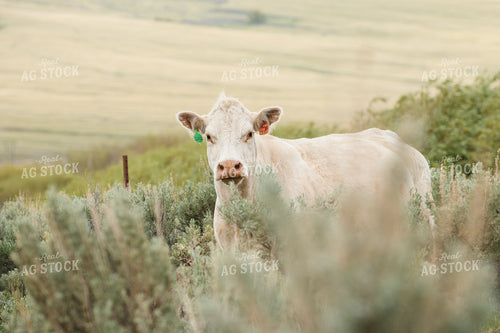 Charolais Cattle 51066
