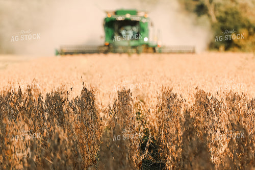 Combining Soybeans 52536