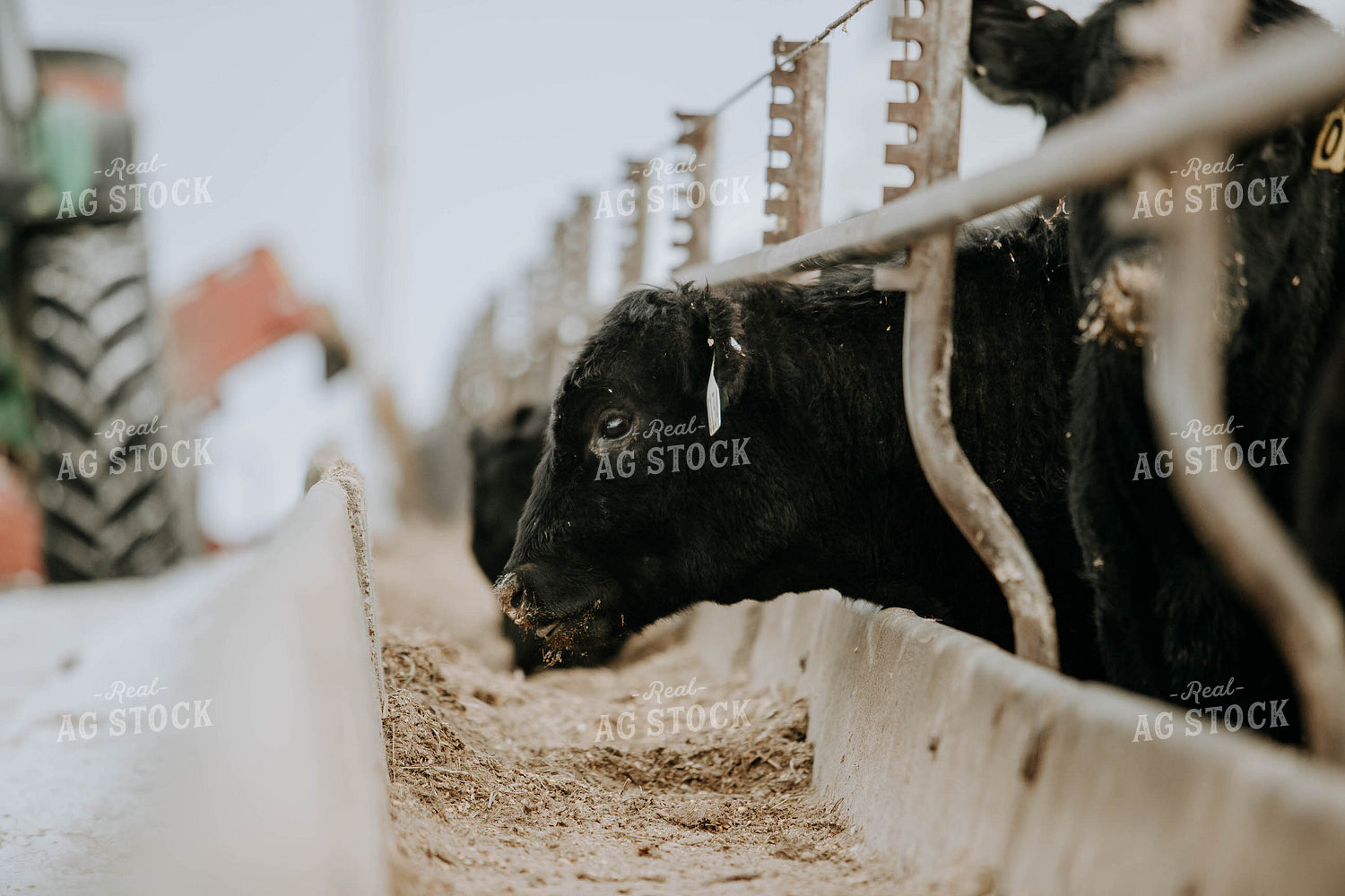 Angus Cows at Trough 77056