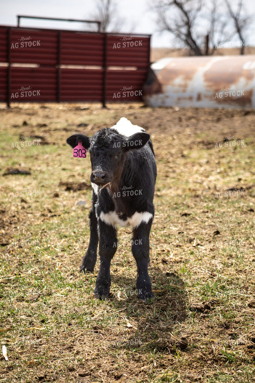 Calf 155392