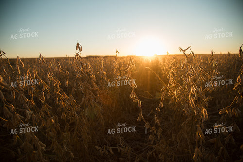 Soybean Field 26006