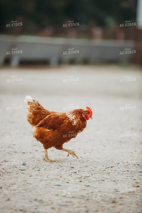 Free Range Chickens 285054