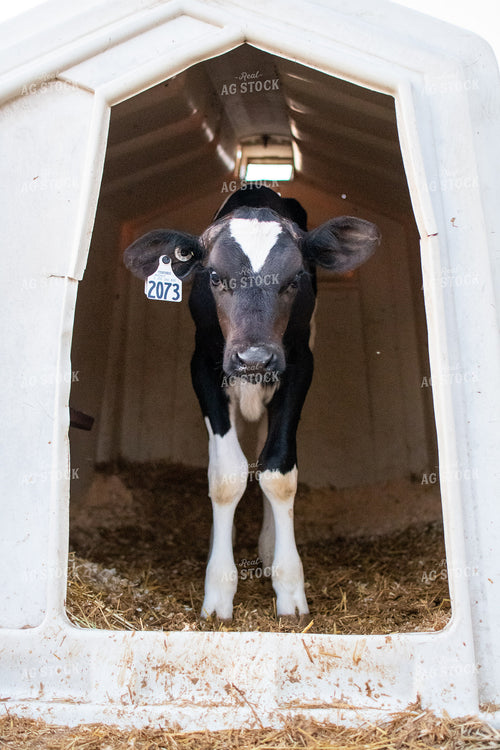Holstein Calf in Pen 50335