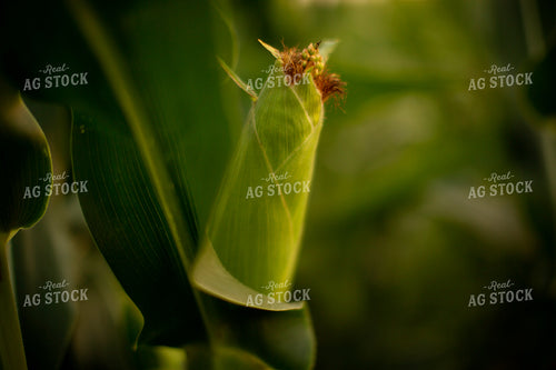 Corn - Mid-Season 2306