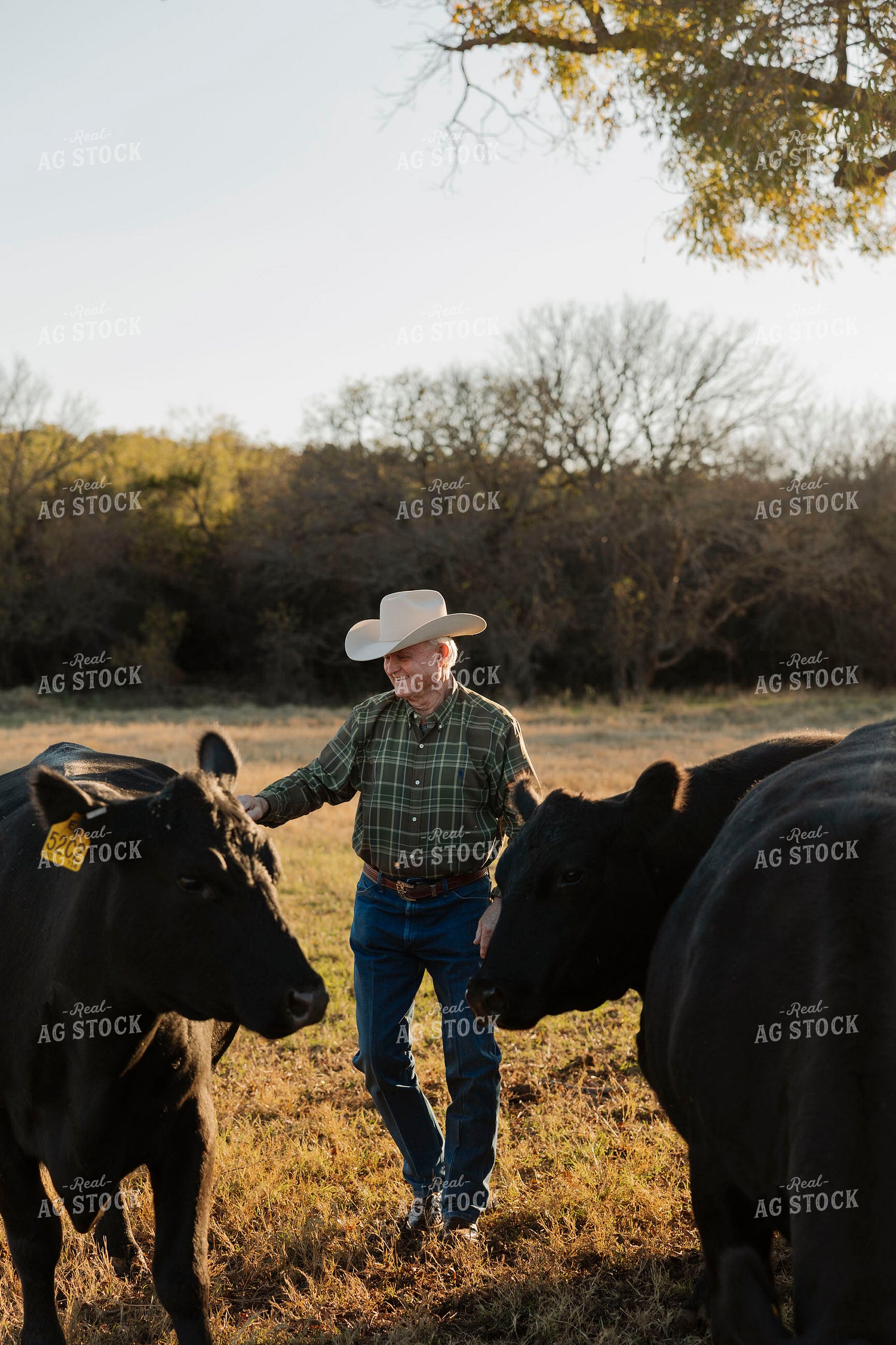 Rancher Checking Cattle 205160