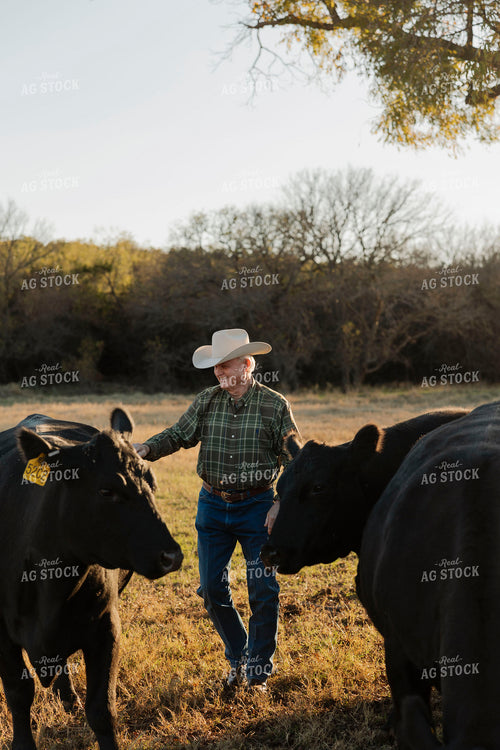 Rancher Checking Cattle 205160