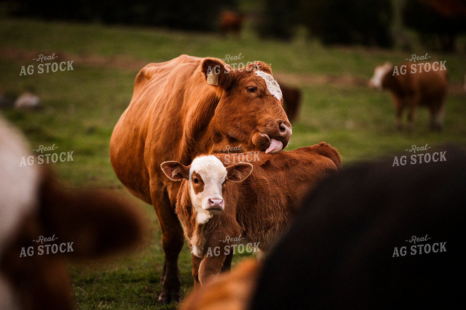 Hereford Cow Calf Pair 195007