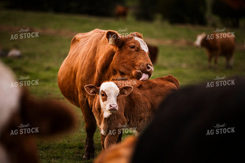 Hereford Cow Calf Pair 195007