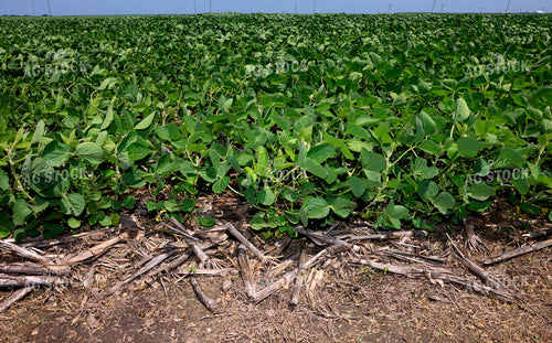 Midseason Soybeans 129103