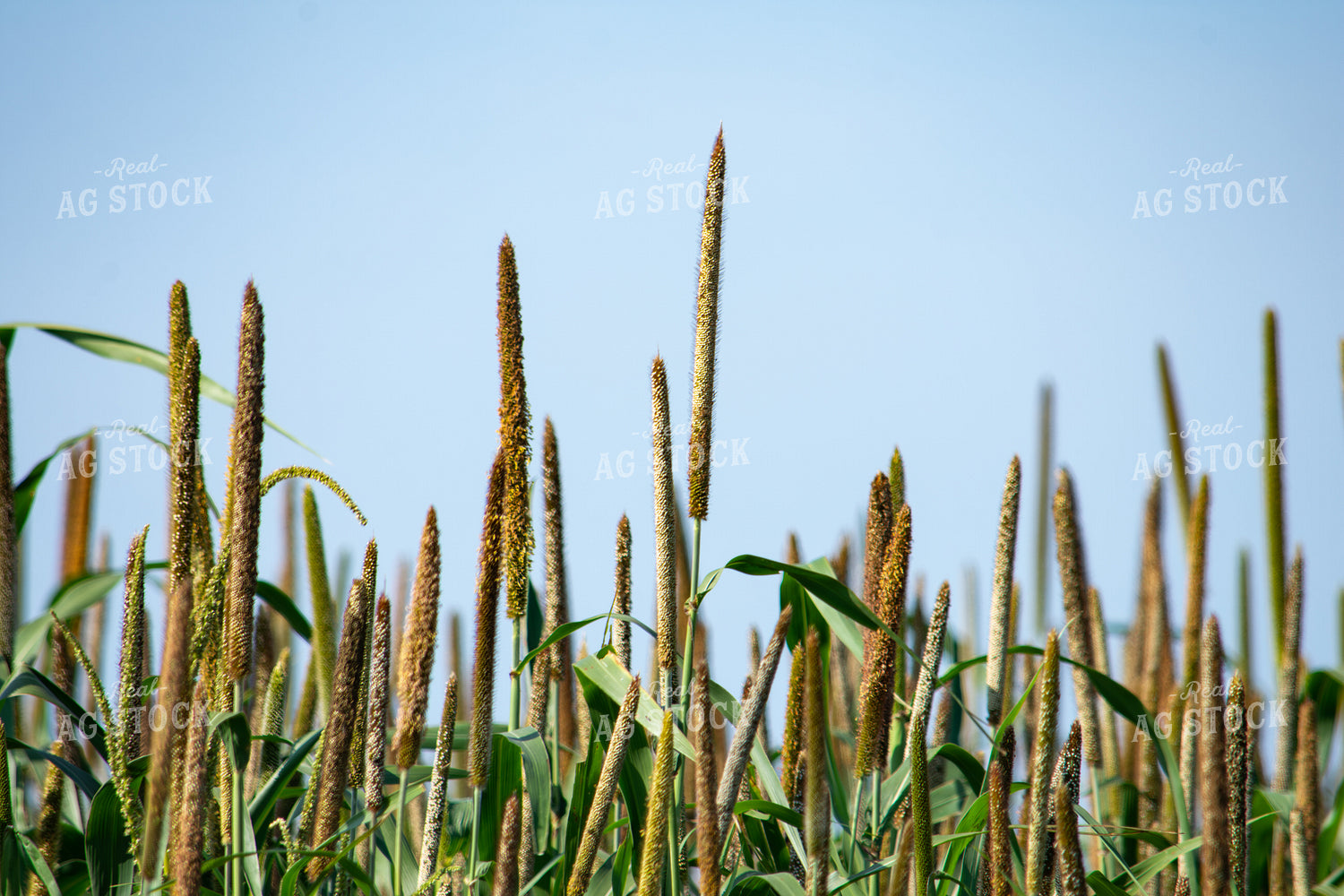 Midseason Mllet 156155