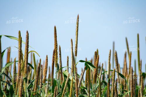 Midseason Mllet 156155