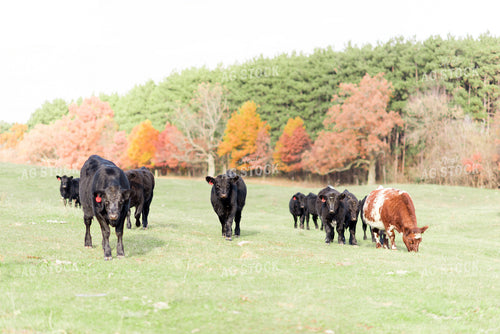 Cattle in Pasture 74020