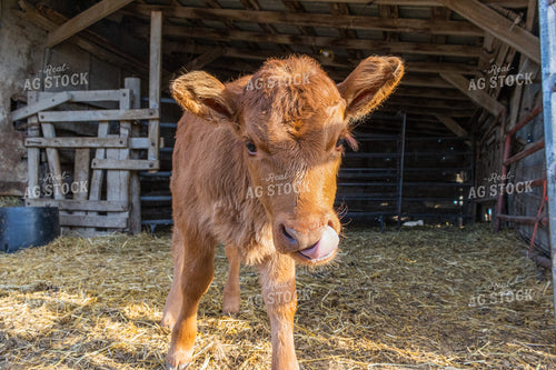 Calf 162016