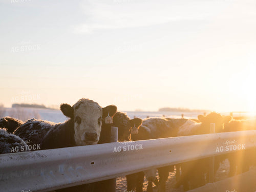 Cattle in Pasture 70160