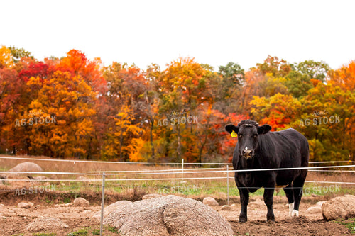Black Angus Cattle on Pasture 55194