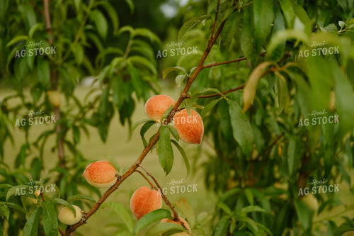 Young Peaches 125241