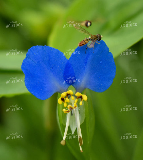 Bee on Flower 84065