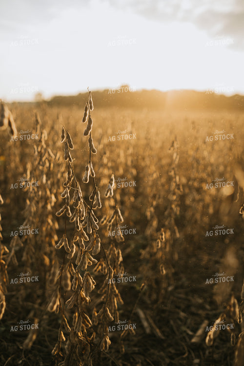 Dried Soybean Plant and Pods with Dust at Sunset 4862