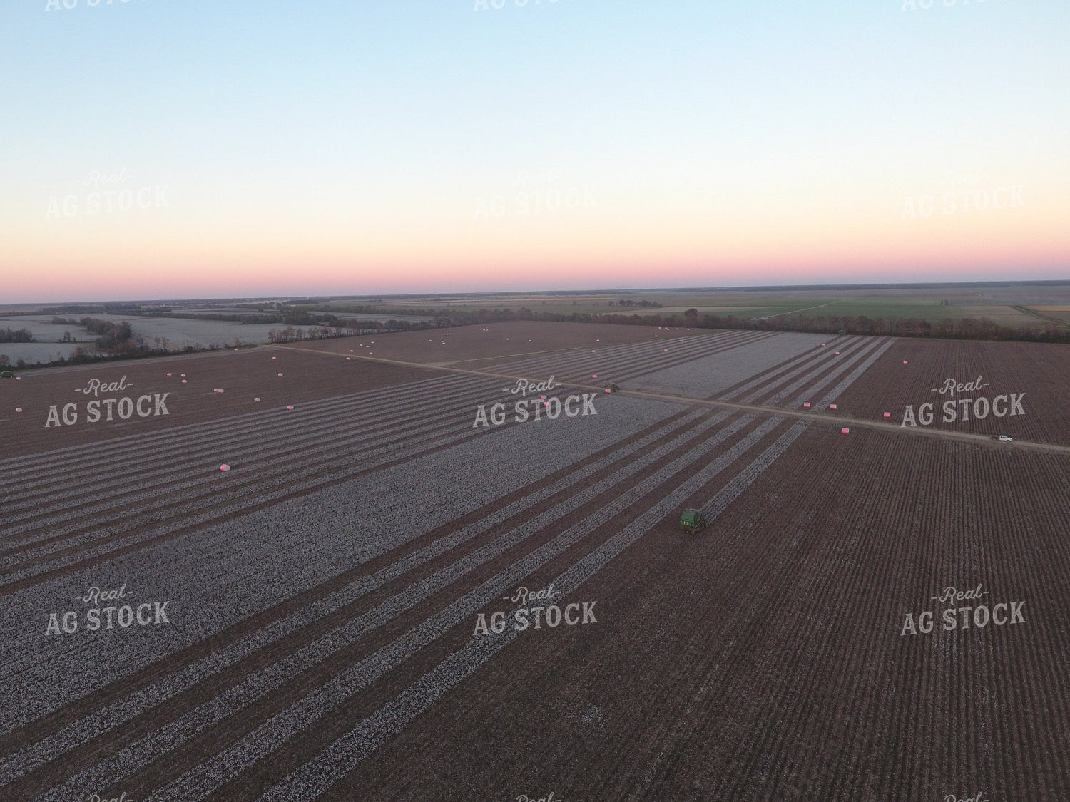 Cotton Picker in Field 80004