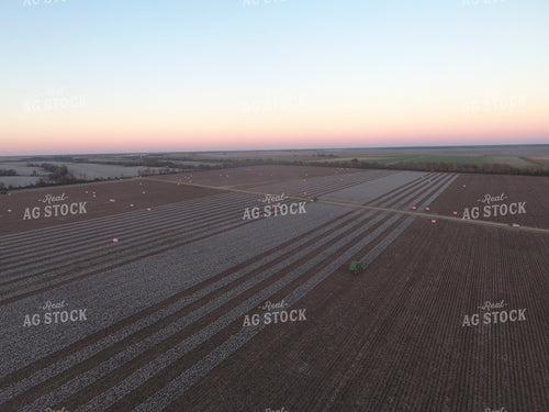 Cotton Picker in Field 80004