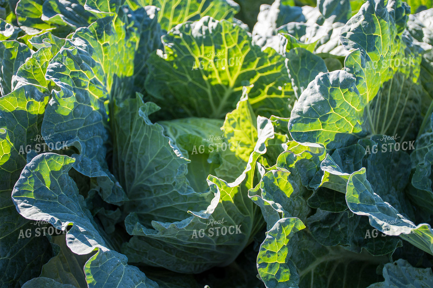 Cabbage 50178